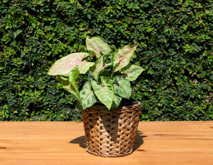 Syngonium podophyllum plant in a woven basket. Syngonium indoor houseplant on wooden table.
