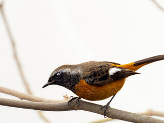 森の中で枝に留まって周りを見渡しているジョウビタキの雄