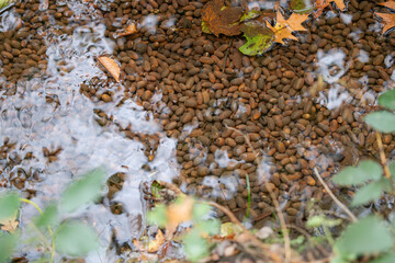 Autumn mood - acorns in water with autumn leaves and reflection