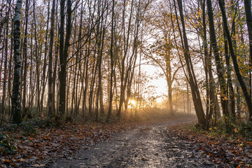 Sunrise in the forest - autumn mood with light fog