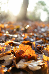 Autumn leaves on the ground - bokeh background