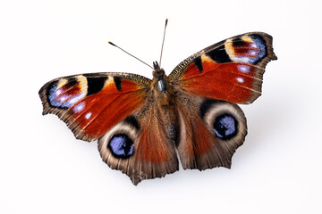 Pfauenauge © C. Schüßler