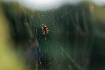 A spider is sitting on a web. The spider is brown and black. The web is made of silk