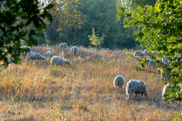 A herd of sheep grazing in a field. The sheep are scattered throughout the field, with some closer...