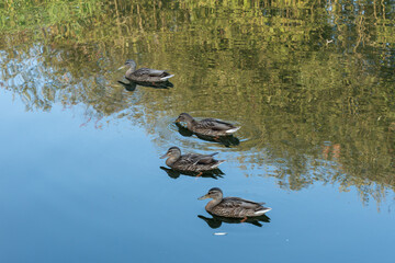 A group of ducks are swimming in a pond. The water is calm and clear. The ducks are in the middle of the pond, with some of them closer to the shore and others further out. The scene is peaceful