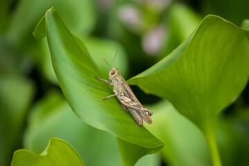 A Shirakiacris shirakii grasshopper on a water hyacinth leaf in autumn.
