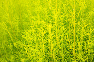 Fresh Kochia scoparia (Bassia scoparia) plant.