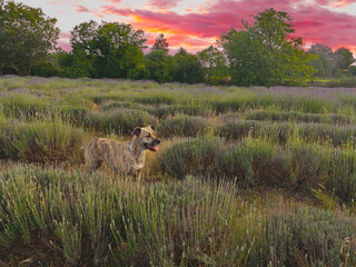 a dog in a blooming lavender field with a pink sunset in the background