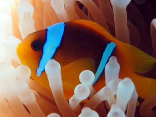clownfish from the red sea