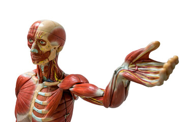 Research room, science, medicine, medical subjects, science subjects, research, body, biology, muscles, skull, bonesมLaboratory,Healthcare And Medicine,Anatomical Model,Backgrounds,Science,Medicine,An