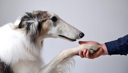 Fototapeta premium person shaking hands with borzoi dog