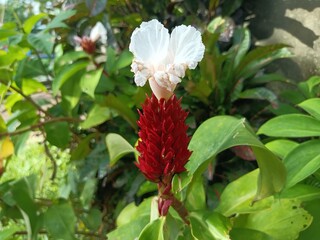 Crepe ginger. It is also known as spiral ginger, or variegated ginger. Hellenia speciosa. Previously, it was Costus speciosus and Cheilocostus speciosus.