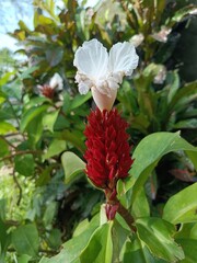 Crepe ginger. It is also known as spiral ginger, or variegated ginger. Hellenia speciosa. Previously, it was Costus speciosus and Cheilocostus speciosus.