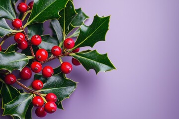 Sprig of Holly with Red Berries on Lavender Background