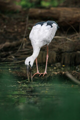 Asian openbill stork, Anastomus oscitans, stalking prey slowly in little pond of forest park, it's also called open-beak because the two parts of the bill touch only at the base and tip