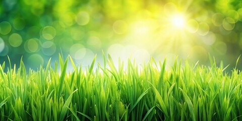 Vibrant summer grass background with lush greenery , lush, green, grass, summer, vibrant, nature, outdoors, field, meadow