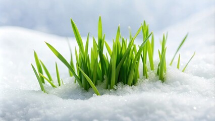 Fresh green grass peeking through white snow, winter, nature, contrast, cold, seasonal, environment, frosty, flora, landscape