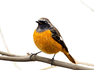 森の中で枝に留まって周りを見渡しているジョウビタキの雄