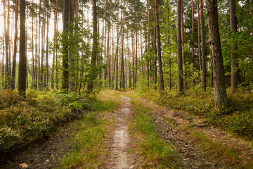 leśna droga  © Marcin Łazarczyk