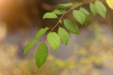 Whispers of the Autumn Forest Serenity