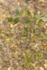 Whispers of the Autumn Forest Serenity