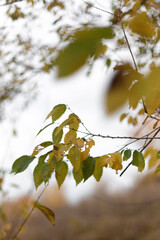 Golden Leaves Dance in Forest Winds