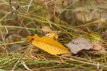Golden Leaves Dance in Forest Winds