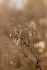 Golden Leaves Dance in Forest Winds
