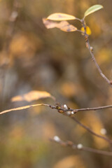 Golden Leaves Dance in Forest Winds