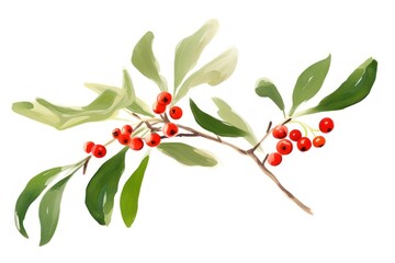 Fototapeta premium Christmas mistletoe cherry plant leaf.