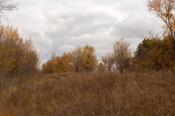 Embracing the Tranquility of Autumn Woods