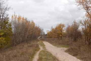 Embracing the Tranquility of Autumn Woods