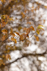 Embracing the Tranquility of Autumn Woods