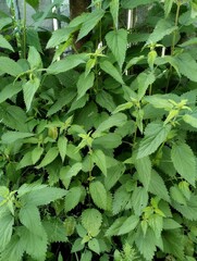 Nettle thickets, prickly nettles grow near the fence, weeds