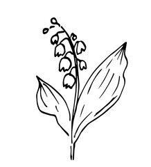 Spring flower lily of the valley. Nature and plants, aroma. simple vector drawing with black outline. Sketch in ink.