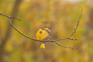 Golden Canopy of the Enchanted Woods
