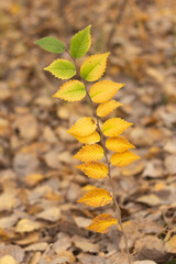 Golden Canopy of the Enchanted Woods
