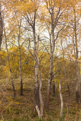 Obraz premium Golden Canopy of the Enchanted Woods