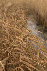 Fototapeta premium Echoes of Silence in Autumn Forest