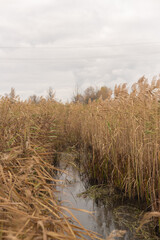 Echoes of Silence in Autumn Forest