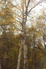 Echoes of Silence in Autumn Forest