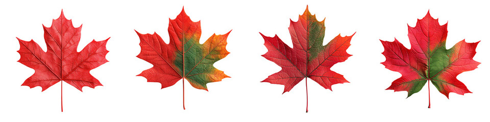 Obraz premium Vibrant red maple leaves arranged in a line, capturing the essence of autumn and seasonal beauty, perfect for nature-themed projects.