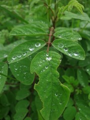leaf with diamond drops.