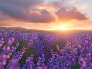 Fototapeta premium A vibrant purple lavender field basks in the golden glow of a setting sun. Fluffy clouds paint the sky with shades of pink and orange.