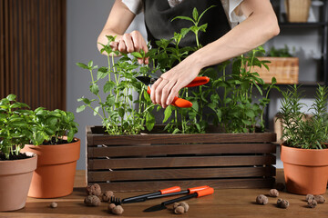 Woman pruning potted herbs with secateurs at wooden table, closeup