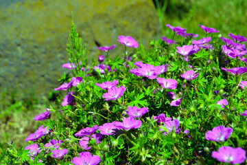 Obraz premium Geranium sanguineum (or bloody crane's-bill, bloody geranium). Pink flowers of Geranium sanguineum on the meadow. Floral background