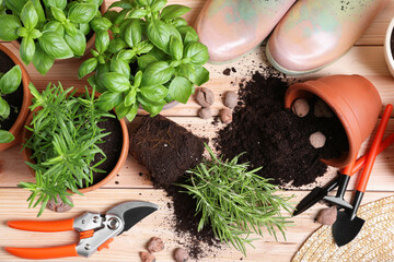 Transplanting plant. Potted herbs with soil, clay pebbles and gardening tools on wooden table, flat lay