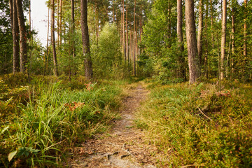 leśna ścieżka  © Marcin Łazarczyk