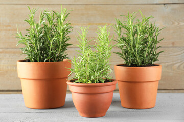 Rosemary plants growing in pots on grey wooden table. Aromatic herb