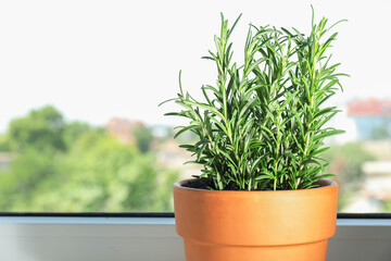 Rosemary plant growing in pot near window, space for text. Aromatic herb